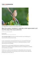 Meet the eastern bristlebird: tragically under-appreciated, and one fire away from local extinction