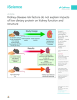 Kidney disease risk factors do not explain impacts of low dietary protein on kidney function and structure