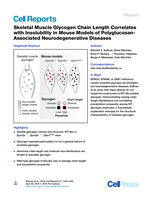Skeletal Muscle Glycogen Chain Length Correlates with Insolubility in Mouse Models of Polyglucosan-Associated Neurodegenerative Diseases