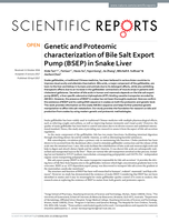 Genetic and Proteomic characterization of Bile Salt Export Pump (BSEP) in Snake Liver