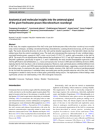 Anatomical and molecular insights into the antennal gland of the giant freshwater prawn Macrobrachium rosenbergii
