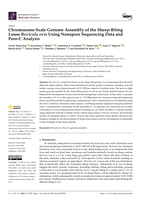 Chromosome-Scale Genome Assembly of the Sheep-Biting Louse Bovicola ovis Using Nanopore Sequencing Data and Pore-C Analysis