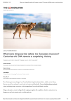 What were dingoes like before the European invasion? Centuries-old DNA reveals a surprising history