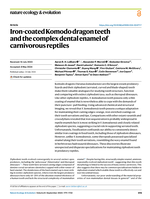 Iron-coated Komodo dragon teeth and the complex dental enamel of carnivorous reptiles