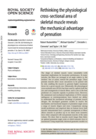 Rethinking the physiological cross-sectional area of skeletal muscle reveals the mechanical advantage of pennation
