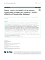 Drastic variation in mitochondrial genome organization between two congeneric species of bird lice (Philopteridae: Ibidoecus)