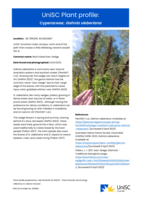 UniSC Plant Profile - Cyperaceae, Cahnia sieberiana