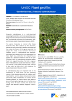 UniSC Plant Profile - Goodeniaceae, Scaevola calendulaceae