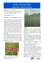 UniSC Plant Profile - Cyperaceae, Lepironia articulata