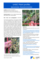 UniSC Plant Profile - Apocynaceae, Parsonsia straminea