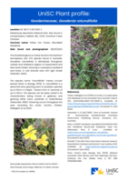 UniSC Plant Profile - Goodeniaceae, Goodenia rotundifolia