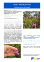 UniSC Plant Profile - Rutaceae, Boronia rivularis