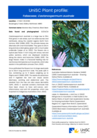 UniSC Plant Profile - Fabaceae, Castanospermum australe