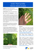 UniSC Plant Profile - Fabaceae, Sesbania cannabina