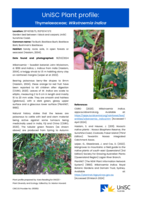 UniSC Plant Profile - Thymelaeaceae, Wikstroemia indica