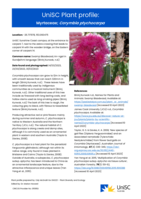 UniSC Plant Profile - Myrtaceae, Corymbia ptychocarpa