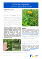 UniSC Plant Profile - Asteraceae, Sphagneticola trilobata
