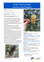 UniSC Plant Profile - Proteaceae, Banksia integrifolia
