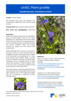 UniSC Plant Profile - Goodeniaceae, Dampiera stricta