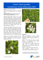 UniSC Plant Profile - Thymelaeaceae, Pimelea linifolia subsp. linifolia