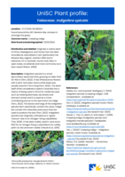UniSC Plant Profile - Fabaceae, Indigofera spicata