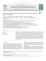 Glycogenin is dispensable for normal liver glycogen metabolism and body glucose homeostasis