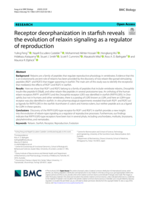 Receptor deorphanization in starfish reveals the evolution of relaxin signaling as a regulator of reproduction