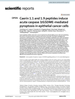 Caerin 1.1 and 1.9 peptides induce acute caspase 3/GSDME-mediated pyroptosis in epithelial cancer cells