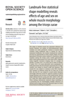 Landmark-free statistical shape modelling reveals effects of age and sex on whole muscle morphology among the triceps surae