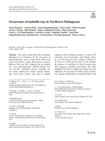 Occurrence of mobulid rays in Northwest Madagascar