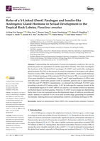 Roles of a Y-Linked iDmrt1 Paralogue and Insulin-like Androgenic Gland Hormone in Sexual Development in the Tropical Rock Lobster, Panulirus ornatus