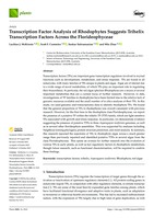 Transcription Factor Analysis of Rhodophytes Suggests Trihelix Transcription Factors Across the Florideophyceae