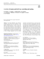 A review of manta and devil ray courtship and mating
