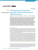 Chromosome-scale genome assembly of the tropical abalone (Haliotis asinina)