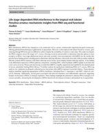 Life stage-dependent RNA interference in the tropical rock lobster Panulirus ornatus: mechanistic insights from RNA-seq and functional studies