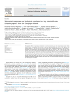 Microplastic exposure and biological correlates in a key intertidal crab (Grapsus grapsus) from the Galápagos Islands