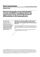 Electron tomography reveals mitochondrial network and cristae remodelling during cell differentiation in the human placenta