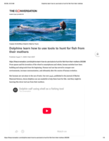 Dolphins learn how to use tools to hunt for fish from their mothers