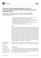 Candidatus Allocryptoplasma Godzilla, a Novel Ca. Allocryptoplasma Species Detected in Marine Iguanas from Galápagos Islands