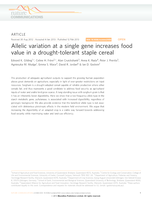 Allelic variation at a single gene increases food value in a drought-tolerant staple cereal