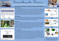 Unravelling the Weavers: Molecular analysis of Australian Golden Orb Silk