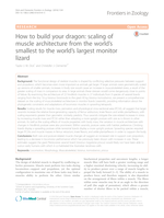 How to build your dragon: scaling of muscle architecture from the world's smallest to the world's largest monitor lizard