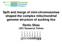 Split and merge of mini-chromosomes shaped the complex mitochondrial genome structure of the sucking lice (suborder Anoplura, class Insecta)
