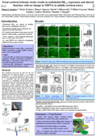 Focal cerebral ischemic stroke results in endothelial BKCa expression and altered function, with no change in TRPV4 function, in middle cerebral artery