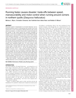 Running faster causes disaster: Trade-offs between speed, manoeuvrability and motor control when running around corners in northern quolls (Dasyurus hallucatus)