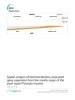 Spatial analysis of biomineralization associated gene expression from the mantle organ of the pearl oyster Pinctada maxima