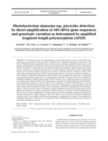Photobacterium damselae ssp. piscicida: detection by direct amplification of 16S rRNA gene sequences and genotypic variation as determined by amplified fragment length polymorphism (AFLP)