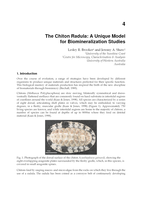 The Chiton Radula: A Unique Model for Biomineralization Studies