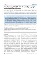 Male Accessory Gland Protein Reduces Egg Laying in a Simultaneous Hermaphrodite