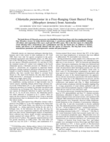 Chlamydia pneumoniae in a free-ranging giant barred frog (Mixophyes iteratus) from Australia